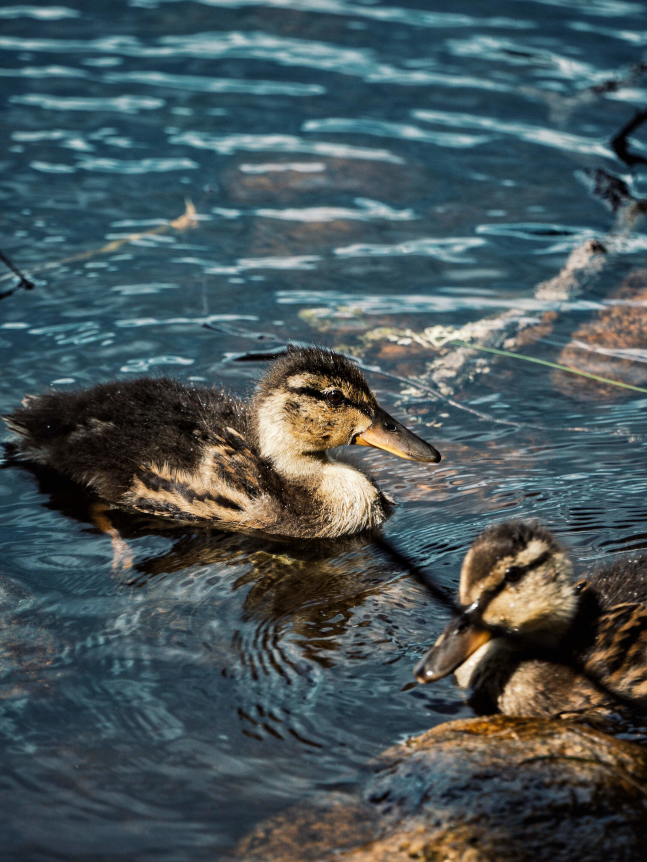 Duck